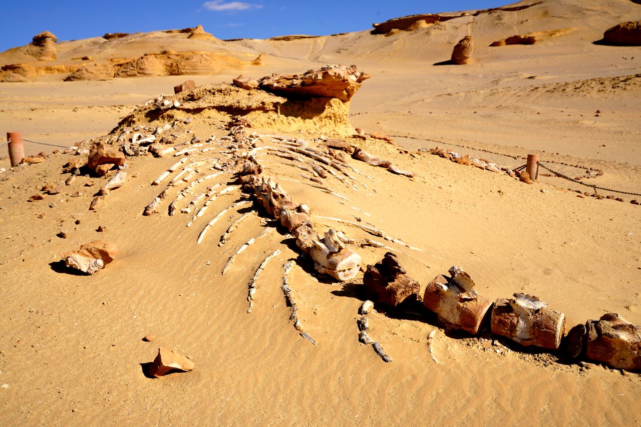 Namibia: Skeleton Coast — Dunes and Bones